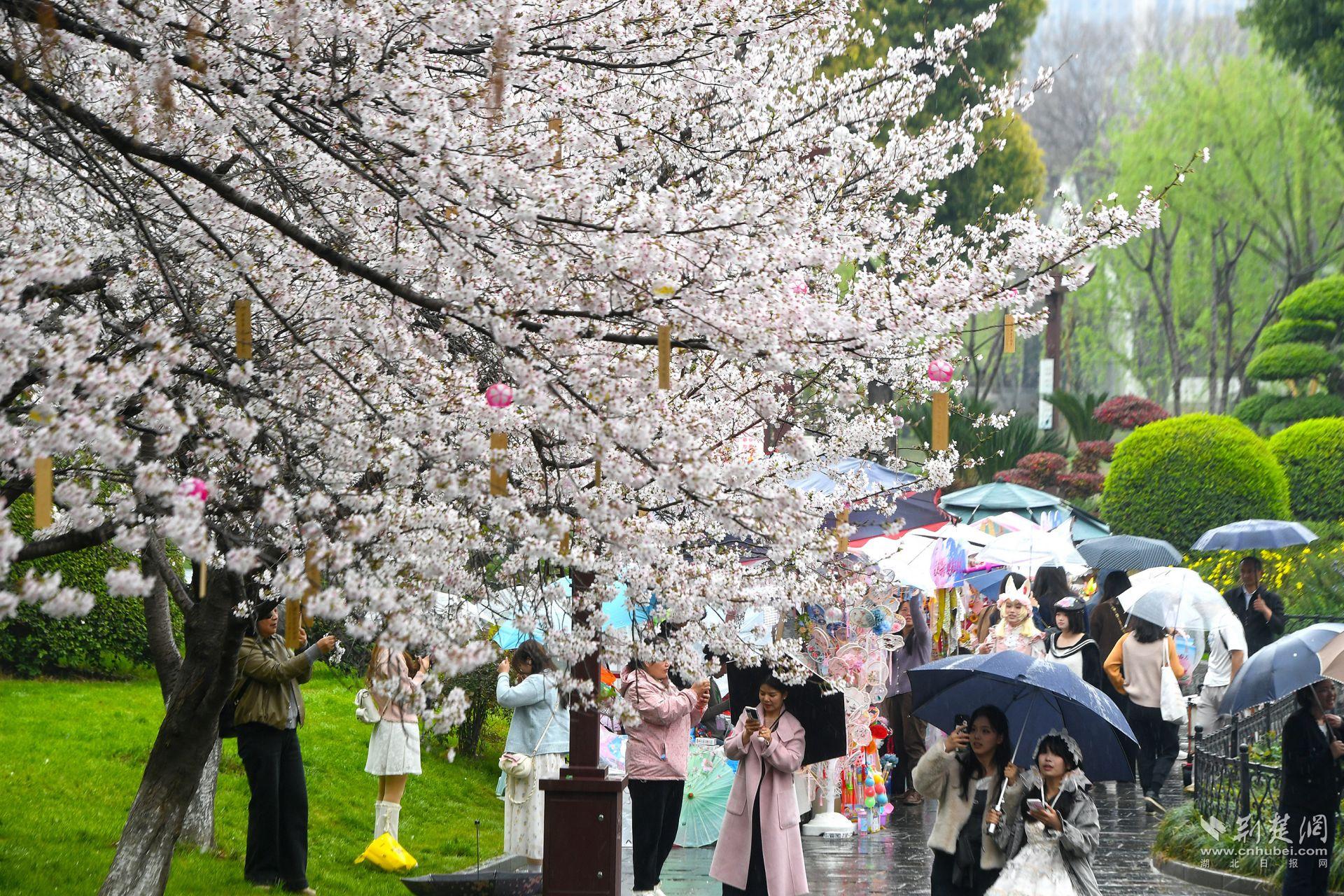 市民在堤角公園雨中賞櫻，1300余株櫻花按花期分為早、中、晚三期，紅粉白綠四色交織，花期可持續(xù)至四月上旬，游客總能找到心頭好.j